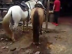 Gata ट्रांस colombiana