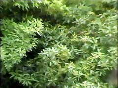 TITTEN UND MOTOREN Vol.2 (Utter Movie) TITTEN UND MOTOREN Vol.2 (Utter Movie)