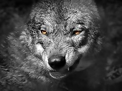 Santa Parent Fucking Me (Flint-Wolf.com) Santa Parent Fucking Me (Flint-Wolf.com)