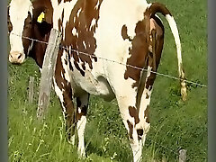 der sadisten-zirkel 11 (película completa) der sadisten-zirkel 11 (película completa)