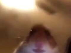 Hamster Fan Hamster Fan