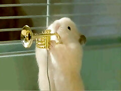 Xhamsters Jazz Band have fun Muskrat Ramble. Xhamsters Jazz Band have fun Muskrat Ramble.
