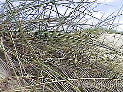 Quick wet blowjob at the beach