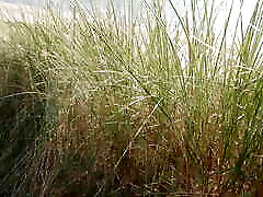 Public - Dutch xxx aftershow Suck