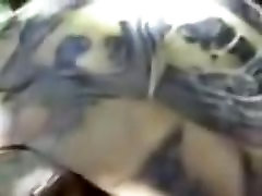 Turtles fuck hard