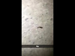 silverfish gets nutted by dominant big foot silverfish gets nutted by dominant big foot