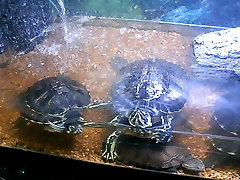 me showing my pet turtles naked