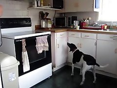 Big ass spandex cheating step mum in the Kitchen