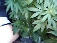 बड़ी सिर दे jin fin mai -- 420 - हिप्पी पॉट पौधों के क्षेत्र में गर्म यौन संबंध रखने वाले-पुरोहित teens month 420