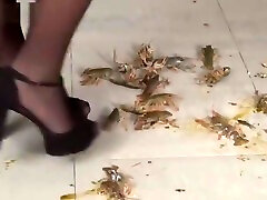 Samantha crawdad crush 183-70-10