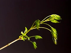 Spankwire-banner-1