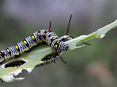 Spankwire -Â Caterpillar - 2104