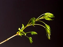 Spankwire-banner-1