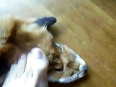 fox rug smelling my feet