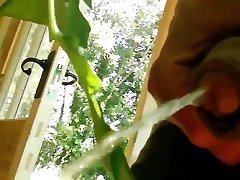 peeing to fertilize tomato plants