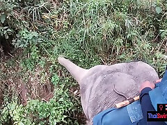 Elephant riding in small xxxx dasi with teen couple who had sex afterwards