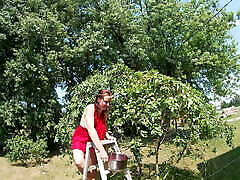 Topless Brunette Picking Cherries from the Tree