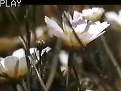 классический Винтаж......шесть шведок на Ибице