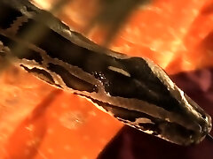 эротическая темноволосая индийская красотка соблазняет своего мужчину во время танца