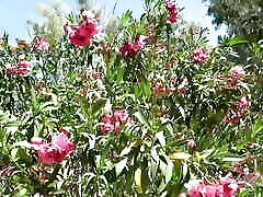 Auntjudys - Being Busty sweet ladys Mrs. M&039;s Gardener Has It&039;s Perks joi Auntjudys - Being Busty sweet ladys Mrs. M&039;s Gardener Has It&039;s Perks joi