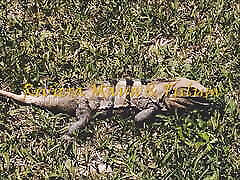 Lust on the hard fuck to gf part 2