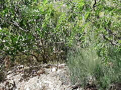 Horny Nudist Wife Lets Him Cum In Her Mouth During Hike In National Park