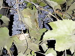 My neighbor thanked me for the grapes with socty giral - Lesbian-illusion