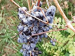 Our autumn romantic ebony closeup sex in a hut - Lesbian-illusion