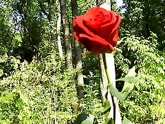 Mesmeriza compilation 13 Dream Island