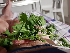 Nettles on a turgid acorn