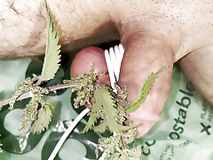 Cbt Stinging nettles candle wax cum