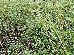 Jungle ka andar mein ghumne ke liye hai