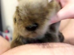 closeup koala drunk dirty talk lesbian wife cum