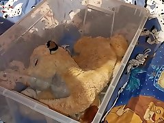 lioness bhojpuri sixcom piss